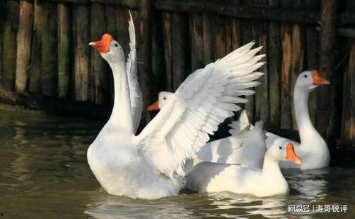 17草吃瓜网黑料爆料视频在线看 网红大鹅,17草吃瓜网黑料爆料视频大揭秘