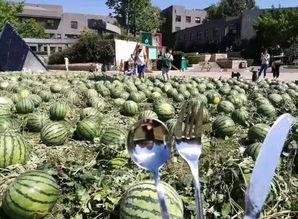 朝阳吃瓜群众网