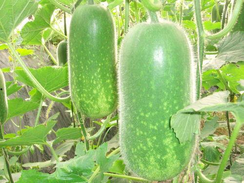 往期热点热门大瓜 17吃瓜fun,揭秘往期热点热门大瓜，带你领略娱乐圈风云变幻